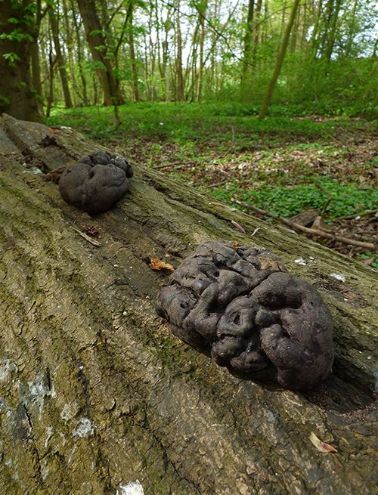 A large fruiting body on a fallen ash stem in Hockley Woods, Essex.